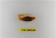 藏品(乳白南方招潮蟹)的圖片